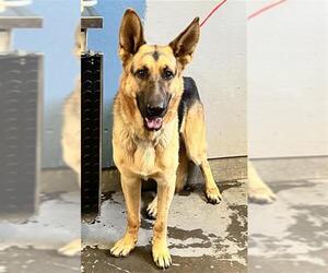 German Shepherd Dog Dogs for adoption in Camarillo, CA, USA
