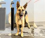 Small German Shepherd Dog
