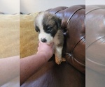 Small #2 Saint Bernard