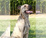 Small American Pit Bull Terrier