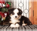 Small #2 Miniature Australian Shepherd