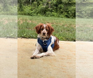 NC/Tommy - Male - Mix Dog for Adoption - Photo #2