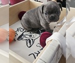 Puppy brownie French Bulldog