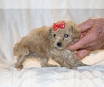 Small #15 Poodle (Toy)