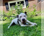 Small Photo #14 Bullypit Puppy For Sale in Caribou, ME, USA