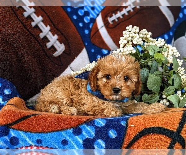 Medium Photo #4 Cavapoo Puppy For Sale in QUARRYVILLE, PA, USA