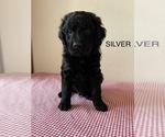 Small Photo #14 Golden Mountain Doodle  Puppy For Sale in FORT SMITH, AR, USA