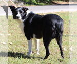 Small #1 Border Collie Mix