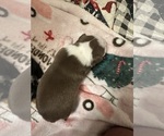 Small #1 Boston Terrier