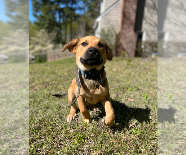 Medium Photo #4 Australian Shepherd-Unknown Mix Puppy For Sale in Holly Springs, NC, USA