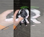 Small #1 Boston Terrier