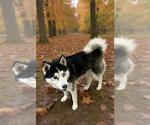 Small Siberian Husky