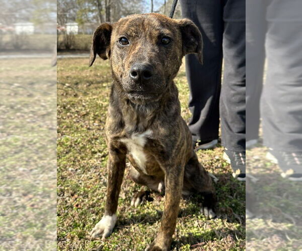 Medium Photo #4 American Staffordshire Terrier-Unknown Mix Puppy For Sale in Wenonah, NJ, USA