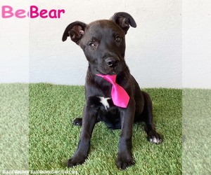 American Staffordshire Terrier-Unknown Mix Dogs for adoption in San Diego, CA, USA