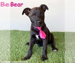 Small American Staffordshire Terrier Mix