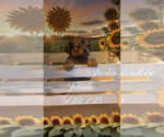 Puppy Kylene Shorkie Tzu
