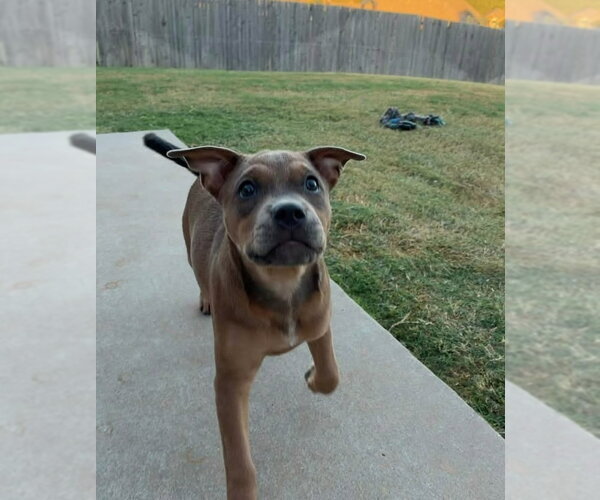 Medium Photo #19 Mutt Puppy For Sale in OKLAHOMA CITY, OK, USA