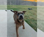 Small #18 Mutt