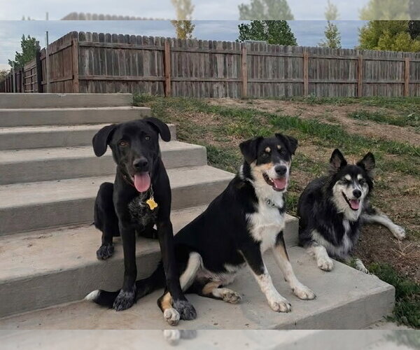 Medium Photo #4 Labrador Retriever-Unknown Mix Puppy For Sale in Sandy, UT, USA