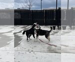 Small #2 Border Collie-Huskies  Mix