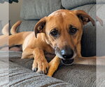 Small #1 Mutt