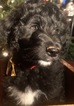 Small Photo #16 Aussiedoodle Puppy For Sale in ARBA, IN, USA