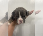 Small Photo #5 Olde English Bulldogge Puppy For Sale in SAINT PAUL, MN, USA