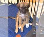 Small Photo #3 Mutt Puppy For Sale in Candler, NC, USA