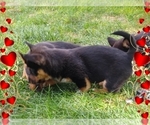 Small #45 Pembroke Welsh Corgi-Scottish Terrier Mix