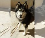 Small Siberian Husky