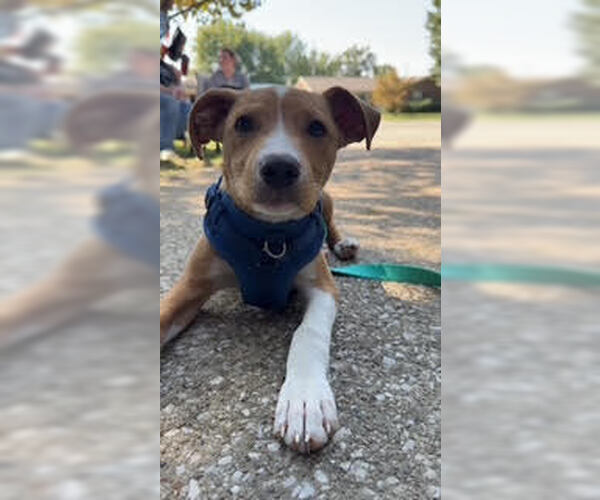 Medium Photo #2 Chihuahua-Unknown Mix Puppy For Sale in Evansville, IN, USA