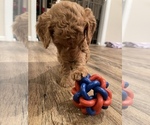 Small Photo #7 Goldendoodle Puppy For Sale in MANASSAS PARK, VA, USA
