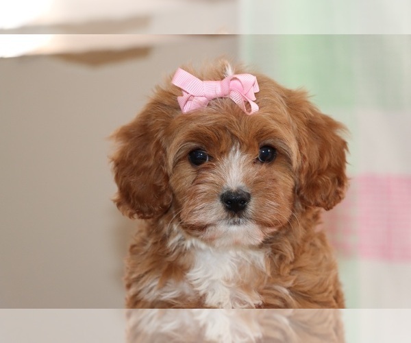 Medium Photo #2 Cavapoo Puppy For Sale in ETNA GREEN, IN, USA