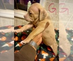 Small Photo #30 American Bully Puppy For Sale in LAKE STATION, IN, USA