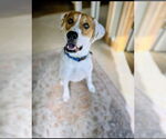 Small Photo #2 Labrador Retriever-Unknown Mix Puppy For Sale in Rockaway, NJ, USA