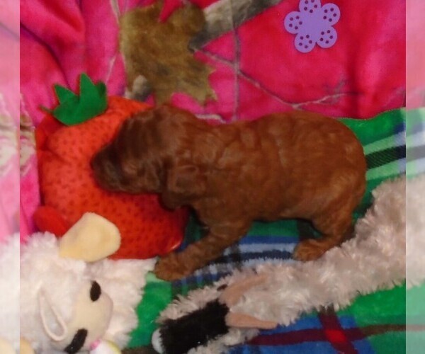 Medium Photo #11 Poodle (Standard) Puppy For Sale in CLATSKANIE, OR, USA