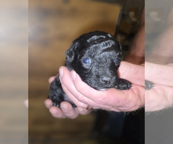 Medium Photo #2 Poodle (Toy) Puppy For Sale in DYERSBURG, TN, USA