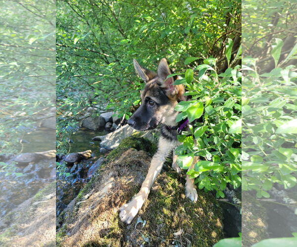 Medium Photo #12 German Shepherd Dog-Unknown Mix Puppy For Sale in Seattle, WA, USA