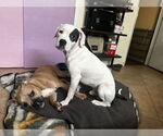 Small American French Bull Terrier