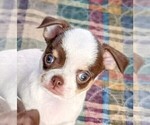 Puppy Dash Is ON HOLD Chihuahua