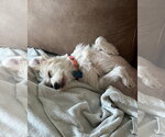 Small #4 Mutt