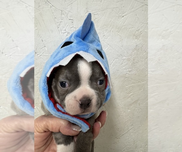 Medium Photo #7 Boston Terrier Puppy For Sale in FREDONIA, KS, USA