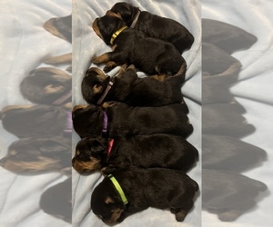 Rottweiler Puppy for sale in LAKE CORMORANT, MS, USA