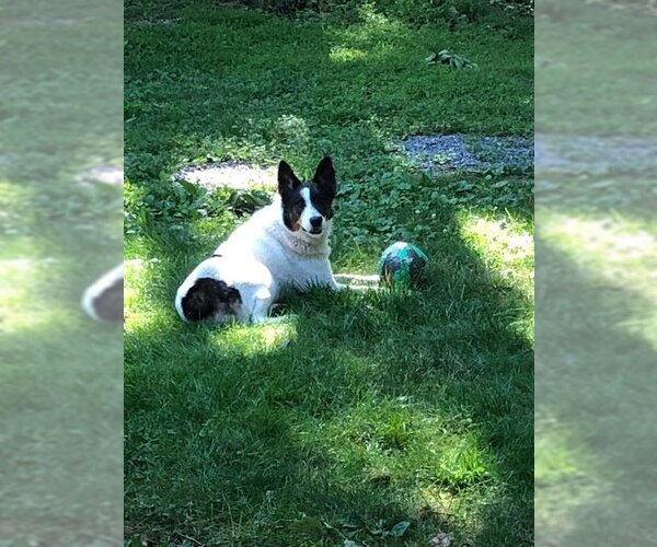 Medium Photo #3 Mutt Puppy For Sale in Garden City, NY, USA