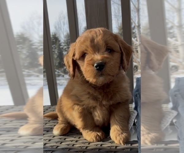 Medium Photo #31 Goldendoodle (Miniature) Puppy For Sale in RANDOLPH, WI, USA
