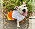 Small #17 American Bulldog Mix