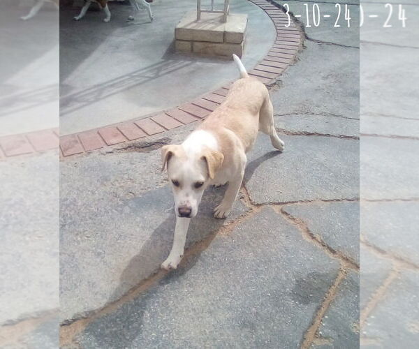 Medium Photo #9 Labrador Retriever-Unknown Mix Puppy For Sale in Apple Valley, CA, USA