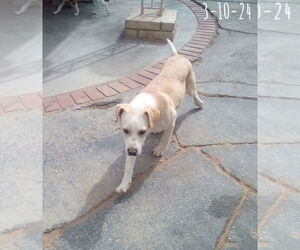 Jingles-his BFF is Baby Girl - Male Labrador Retriever-Unknown Mix Dog for Adoption - Photo #9