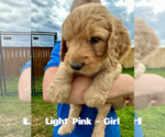 Puppy Light Pink Goldendoodle