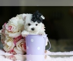 Small #9 Maltese